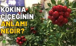 KOKİNA ÇİÇEĞİNİN ANLAMI! Yılbaşı çiçeği kokina ne anlama geliyor, neden alınıyor?