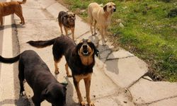 Başıboş köpekler yine dehşet saçtı! Küçük çocuk ölümden döndü