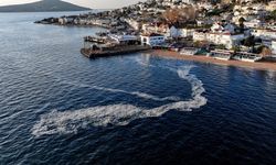 Marmara Denizi'nde büyük panik! Yeniden görülmeye başlandı