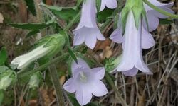 Manisa'dan Kuşadası'na yeni bir bitki türü: "Campanula X kusadasiensis"