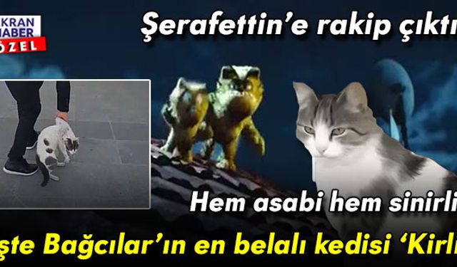 Hem asabi hem sinirli! İşte Bağcılar’ın en belalı kedisi ‘Kirli’
