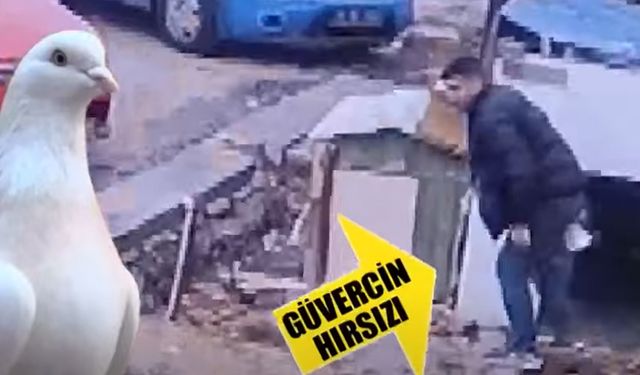 Cenazeye geldiler, güvercinleri çalıp kaçtılar! Ne acıları 'dur' dedi, ne 'vicdanları'