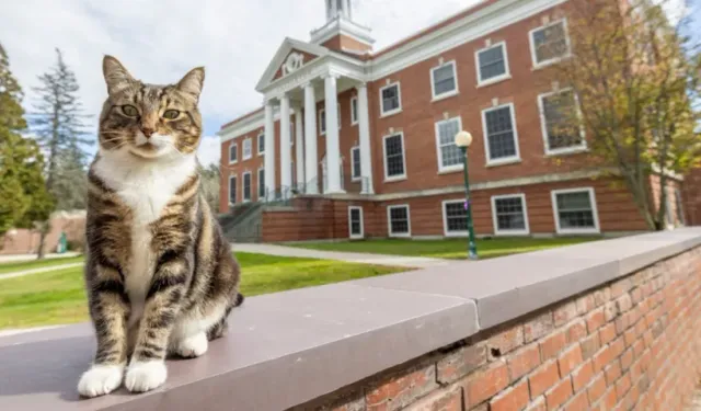 Bir kedi üniversitede onursal doktora ünvanı alacak! Yer: ABD Okul: Vermont Üniversitesi