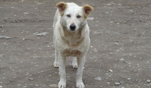 Sağlık Bakanı Koca'dan sokak köpekleri açıklaması: Gönlüm ötanaziden taraf değil