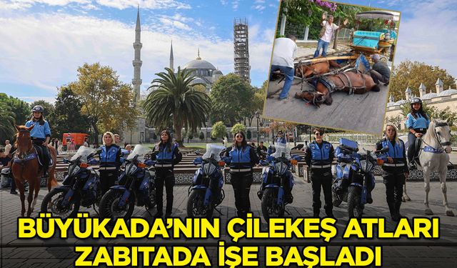 Büyükada'nın çilekeş atları zabıtada çalışmaya başladı