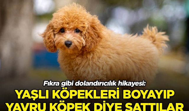 Sahte köpekleri “sahiplenme bedeli” adı altında sattılar! Dolandırıcılıktan hapis istemiyle yargılanıyorlar