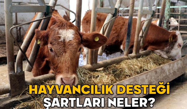 HAYVANCILIK DESTEKLERİ 2025: Hayvancılık desteği şartları neler? Kimlere 2 yıl geri ödemesiz kredi verilecek?