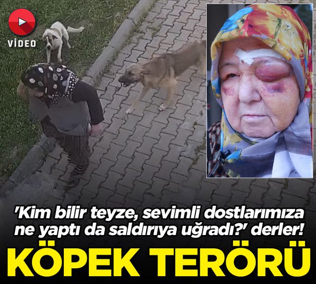 Sokak köpekleri terörü kamerada: Yaşlı kadın tanınmaz hale geldi