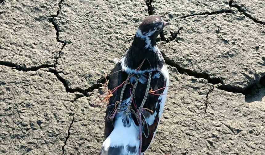 Bafa Gölü’nde yırtıcı kuşları avlayan şahıs DKMP ekiplerine yakalandı