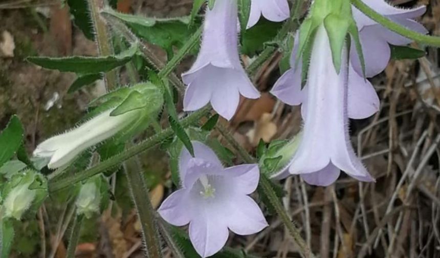 Manisa'dan Kuşadası'na yeni bir bitki türü: "Campanula X kusadasiensis"