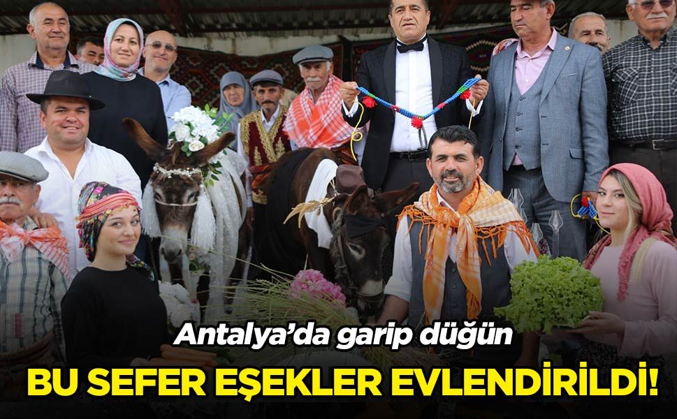 Antalya'da eşekler evlendirildi ortaya eğlenceli görüntüler çıktı