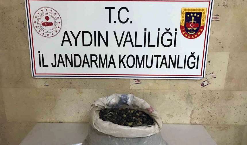 Jandarma ekiplerinde zeytin hırsızlarına suçüstü!