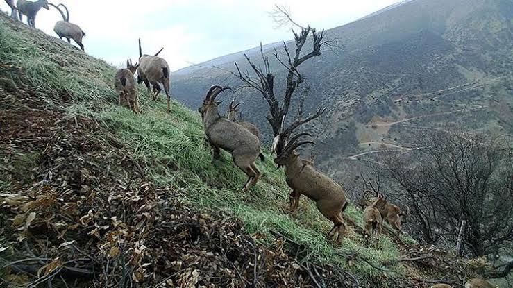 tuncelide-ekipler-gece-gunduz-daglarda-kacak-avci-pesinde-1-haftada-1-milyon-lira-ceza-_5181_dhaphoto10