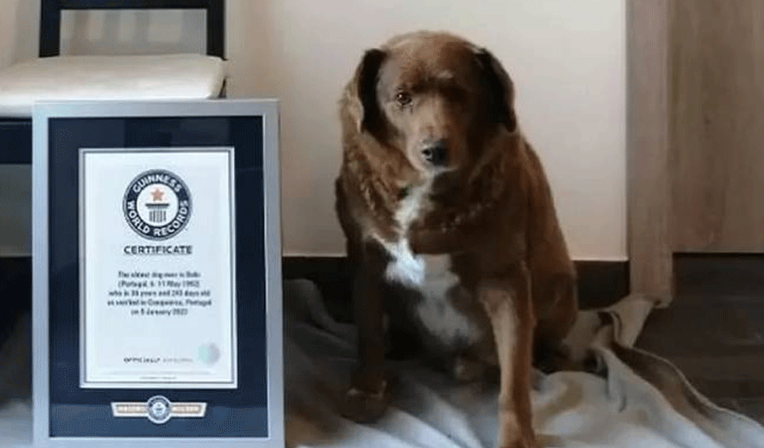 Dünyanın en yaşlı köpeği ünvanı verilmişti! Bobi'ye kötü haber