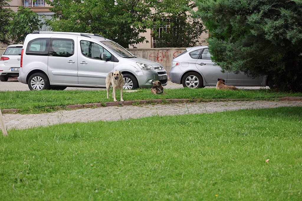 Konya Sokak Kopekleri Genc Kizi Isirdi 07062024 Iha (5)