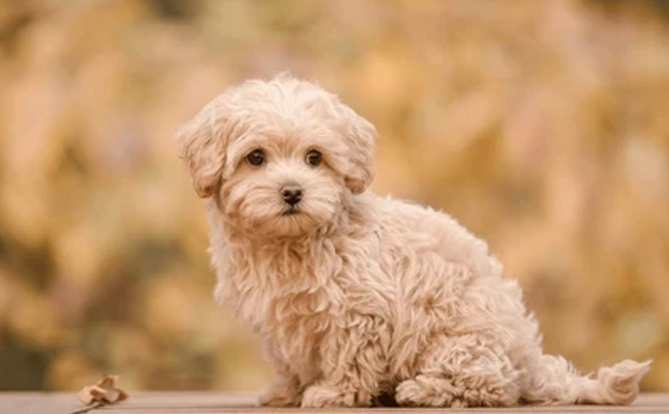 Maltipoo